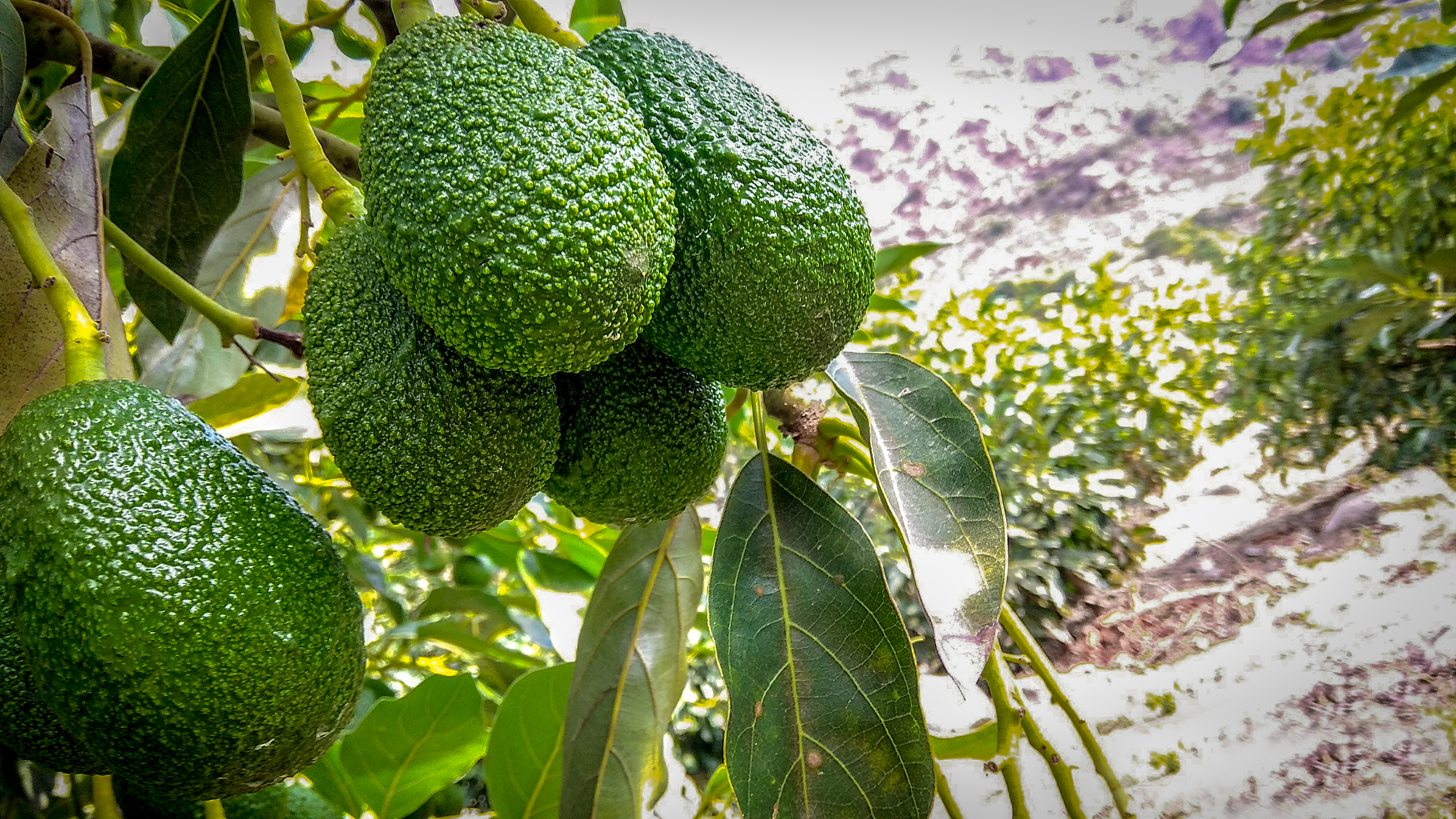 Cuanto tarda en crecer un aguacate