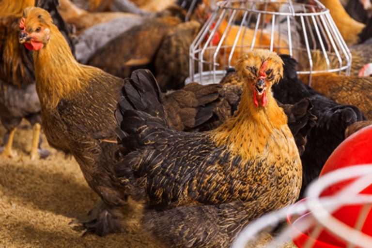 AUMENTÓ CONSUMO DE POLLO CRIOLLO RCR Peru