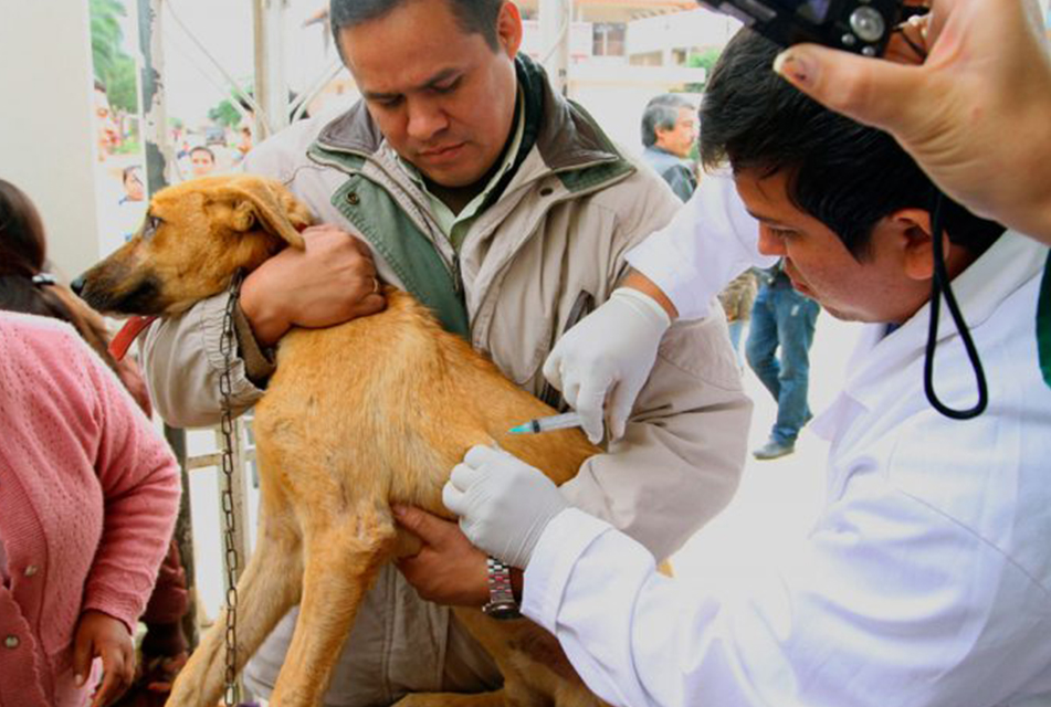 CUSCO: MINISTERIO DE SALUD CONTROLA BROTE DE RABIA CANINA EN CHUMBIVILCAS –  RCR Peru