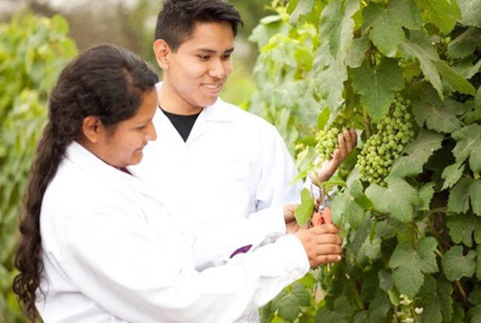 CARRERA DE INGENIERÍA EN ENOLOGÍA Y VITICULTURA TIENE SU PRIMER GRADUADO –  RCR Peru