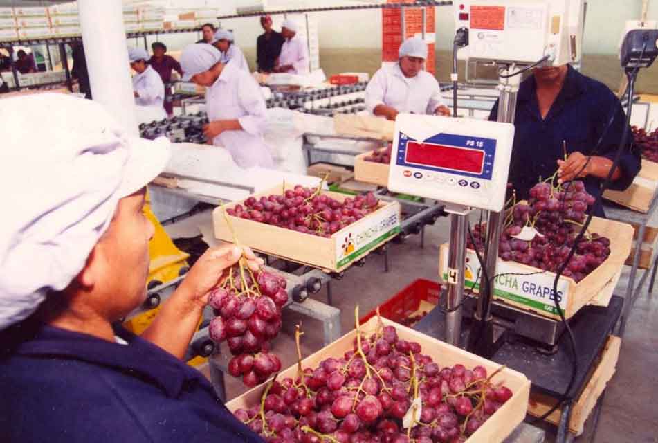 EE.UU. SE MANTIENE COMO EL MERCADO N° 1 DE AGROEXPORTACIONES PERUANAS