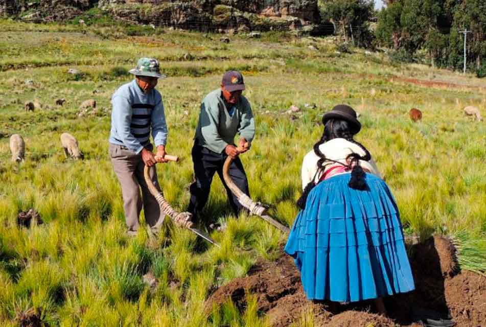 COMUNIDAD AIMARA CONTINÚA  APORTANDO PARA EL DESARROLLO PRODUCTIVO Y ECONÓMICO EN BOLIVIA