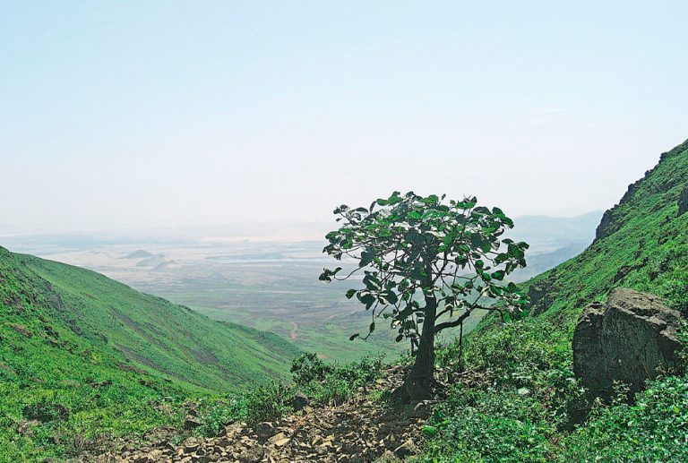 SERFOR TRANSGREDE NORMAS AL EXCLUIR DE LISTA DE ECOSISTEMAS FRÁGILES A LA LOMA DE CARABAYLLO
