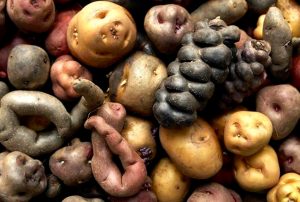 SIEMBRA Y COSECHA DE AGUA FAVORECE PRODUCCIÓN Y RECUPERACIÓN DE LA DIVERSIDAD DE TIPOS DE PAPA EN VARIAS REGIONES DEL PAÍS