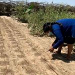 PROYECTO “FRIJOL EN EL DESIERTO” EN SECHURA BENEFICIARÁ A ALREDEDOR DE 1,500 COMUNEROS