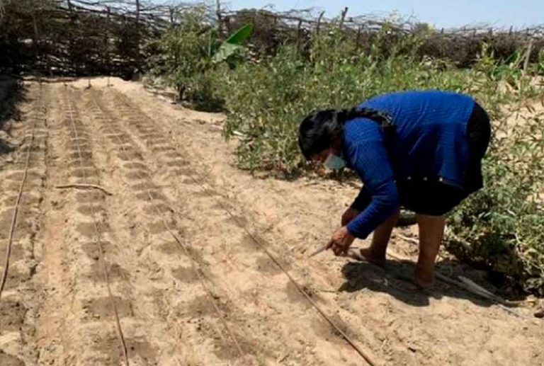 PROYECTO "FRIJOL EN EL DESIERTO" EN SECHURA BENEFICIARÁ A ALREDEDOR DE 1,500 COMUNEROS