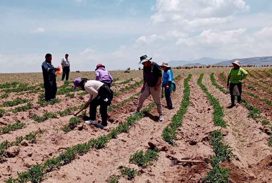 PRODUCCIÓN AGRÍCOLA EN PUNO VA A SUFRIR UN 70% DE REDUCCIÓN CON RELACIÓN AL AÑO PASADO POR LAS SEQUÍAS