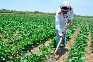 LA SEGURIDAD ALIMENTARIA NO ESTÁ EN RIESGO, PERO AGRICULTURA SE VERÁ AFECTADA