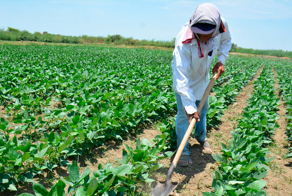 LA SEGURIDAD ALIMENTARIA NO ESTÁ EN RIESGO, PERO AGRICULTURA SE VERÁ AFECTADA