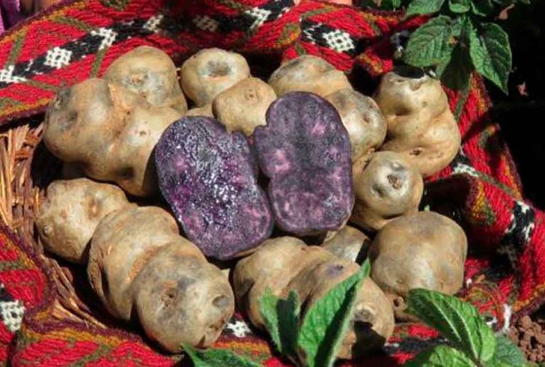 INIA CAJAMARCA DESARROLLÓ NUEVA VARIEDAD DE PAPA RESISTENTE A BAJAS TEMPERATURAS