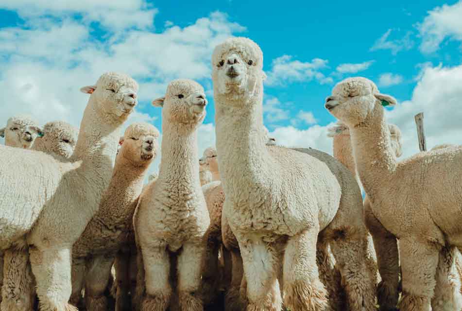 BAJO PRECIO DE FIBRA DE ALPACA AFECTA A MÁS DE 100 MIL PRODUCTORES A NIVEL NACIONAL