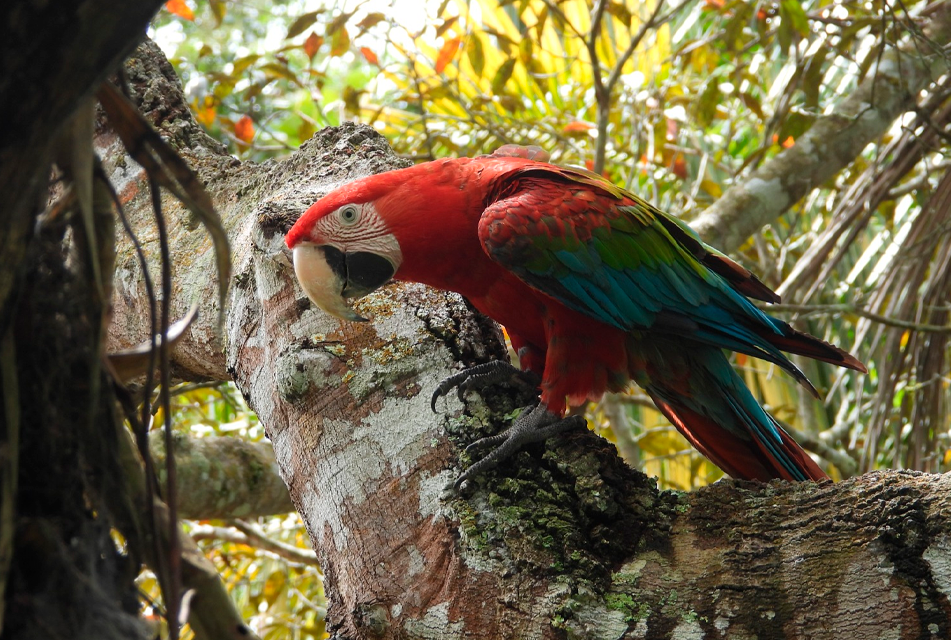 LA AMAZONÍA PERUANA: UN PARAÍSO PARA LAS AVES Y UN INDICADOR DE LA SALUD AMBIENTAL