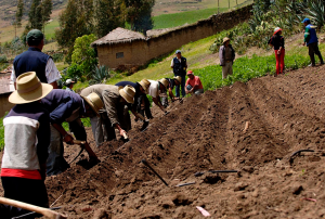 ENCUESTA DEL MIDAGRI PERMITIRÁ PLANIFICAR LOS CULTIVOS