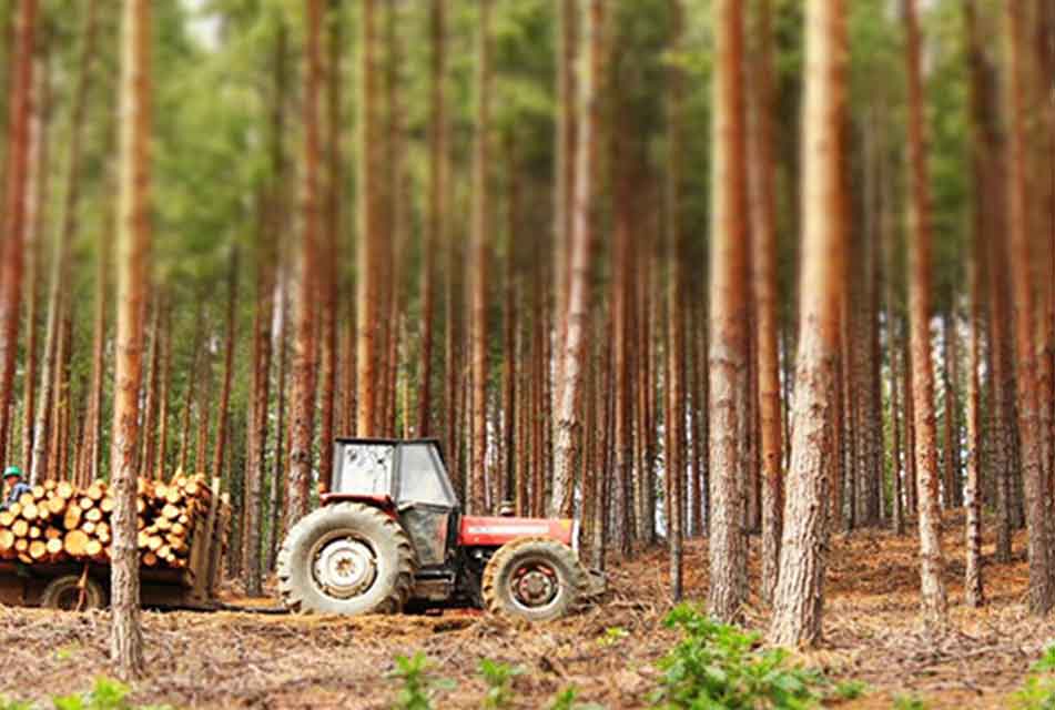 PROGRAMA BOSQUES PRODUCTIVOS SOSTENIBLES INSTALARÁ OCHO MIL PLANTACIONES EN CAJAMARCA