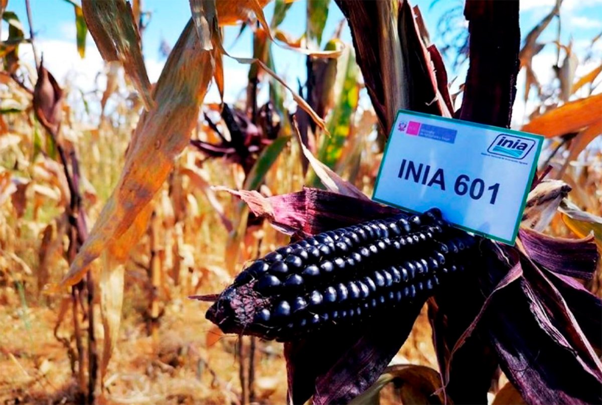 CAJAMARCA: MAIZ MORADO INIA 601 SE CONVIERTE EN UNA OPORTUNIDAD DE INGRESO ECONÓMICO PARA PRODUCTORES Y EMPRENDEDORES