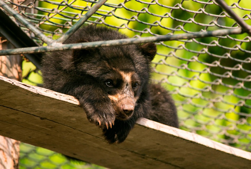 EL TRÁFICO DE ANIMALES SILVESTRES COMO UNA DE LAS ACTIVIDADES ILÍCITAS MÁS RECURRENTES EN EL MUNDO
