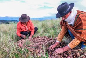 PERÚ LOGRA EL ACCESO PARA LA EXPORTACIÓN DE PAPA AL MERCADO BRASILEÑO