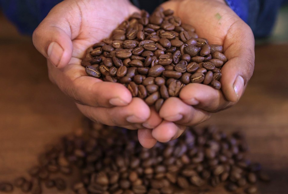 CERCA DEL 60% DE CAFICULTORES PERUANOS TRABAJA DE MANERA INFORMAL
