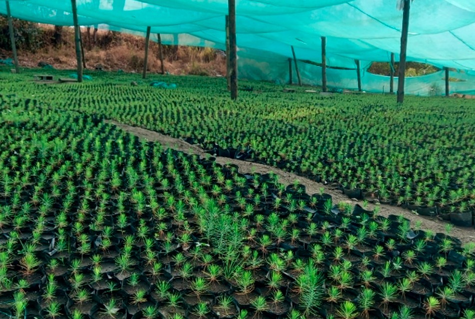 FONCREAGRO APUESTA POR TECNOLOGÍA Y ALIANZAS ESTRATÉGICAS PARA IMPULSAR LA REFORESTACIÓN Y EL DESARROLLO HÍDRICO EN CAJAMARCA