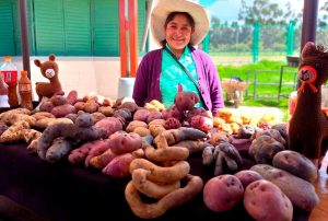 FERIA "CONSUME LO QUE CAJAMARCA PRODUCE” RENDIRÁ HOMENAJE AL DÍA INTERNACIONAL DE LA PAPA