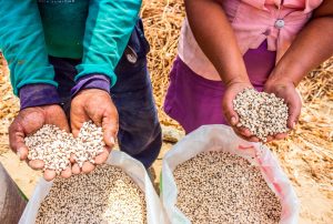 MIDAGRI: ESTA SEMANA INICIA ENCUESTA NACIONAL DE INTENCIONES DE SIEMBRA PARA LA CAMPAÑA AGRÍCOLA 2025/2026