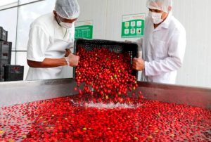 REGIÓN DE SAN MARTÍN VA CAMINO A LIDERAR LA BIOECONOMÍA AMAZÓNICA  