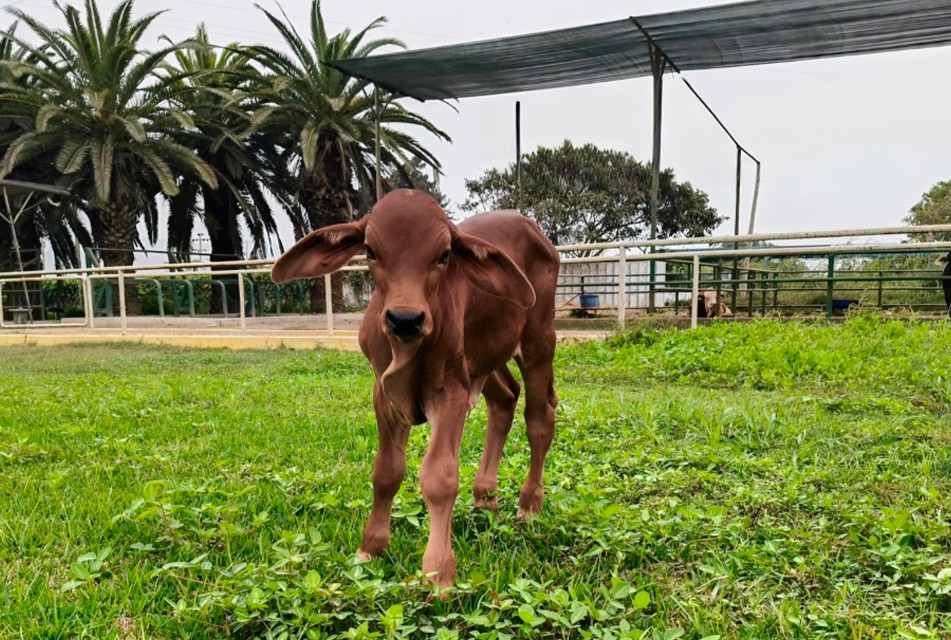HITO GANADERO: NACE EN HUARAL TERNERO DE RAZA SINDI CON GRAN POTENCIAL PARA PRODUCIR CARNE Y LECHE