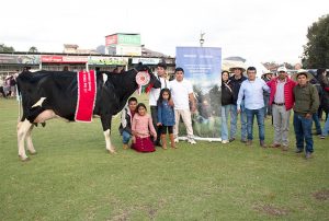 PROGRAMA GANADEROS DE ALTURA COMPETIRÁN CON 15 PRODUCTORES EN LA FERIA FONGAL CAJAMARCA
