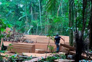 IIAP: MADRE DE DIOS HA PERDIDO 122 MIL HECTÁREAS DE ÁREAS FORESTALES POR PRESENCIA DE LA MINERÍA ILEGAL