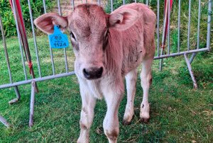 MÁS LECHE Y CARNE DE CALIDAD: NACEN EN JAUJA CRÍAS DE GANADO CON ALTO VALOR GENÉTICO