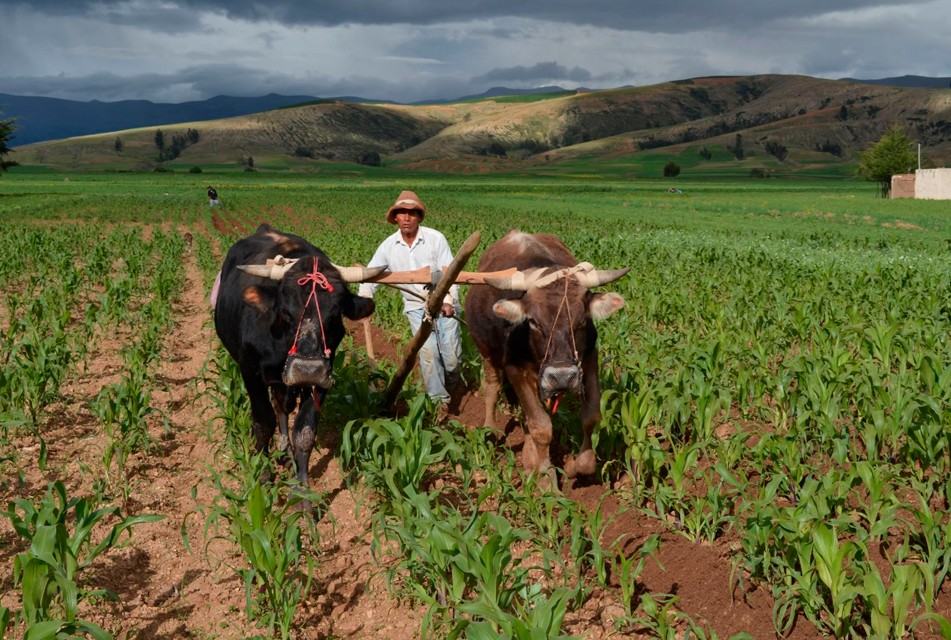 SECTOR AGRÍCOLA DE CAJAMARCA SE ENCUENTRA DESATENDIDO POR LAS AUTORIDADES