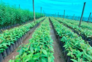 EL INIA IMPULSA LA PRODUCTIVIDAD Y SOSTENIBILIDAD DE PEQUEÑOS Y MEDIANOS AGRICULTORES DEL PAÍS