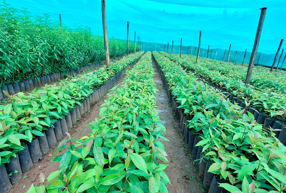EL INIA IMPULSA LA PRODUCTIVIDAD Y SOSTENIBILIDAD DE PEQUEÑOS Y MEDIANOS AGRICULTORES DEL PAÍS