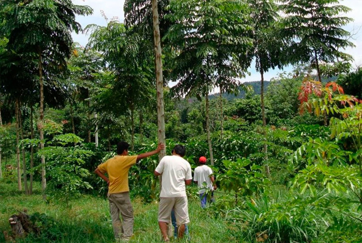 DAVID LANDA: “REFORESTAR Y POTENCIAR COMERCIALMENTE LA AMAZONÍA NOS CONVERTIRÁ EN UN PAÍS DESARROLLADO”
