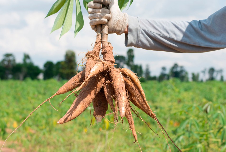 EL MINAM PRESENTA INVESTIGACIÓN QUE BUSCA FORTALECER LA CONSERVACIÓN Y EL USO RESPONSABLE DE LOS RECURSOS GENÉTICOS DEL PERÚ