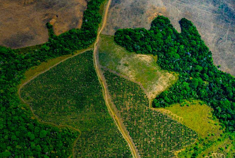 PROPONEN POLÍTICAS DE ESTADO PARA IMPULSAR LA AGROINDUSTRIA EN LA AMAZONÍA
