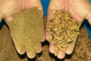 PROGRAMA GANADEROS DE ALTURA UTLIZARÁ HARINAS NUTRITIVAS PARA ANIMALES A BASE DE INSECTOS ELABORADA POR KAWÁT PERÚ