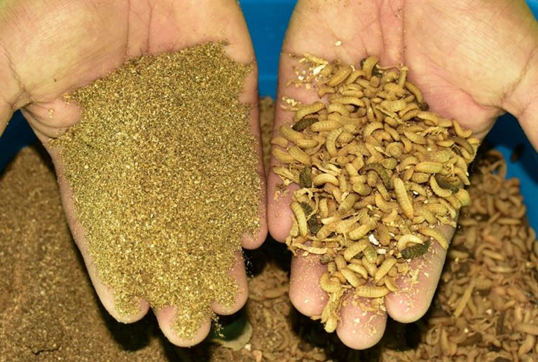 PROGRAMA GANADEROS DE ALTURA UTILIZARÁ HARINAS NUTRITIVAS PARA ANIMALES A BASE DE INSECTOS ELABORADA POR KAWÁT PERÚ