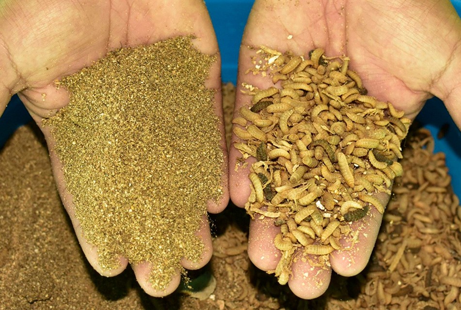 PROGRAMA GANADEROS DE ALTURA UTLIZARÁ HARINAS NUTRITIVAS PARA ANIMALES A BASE DE INSECTOS ELABORADA POR KAWÁT PERÚ
