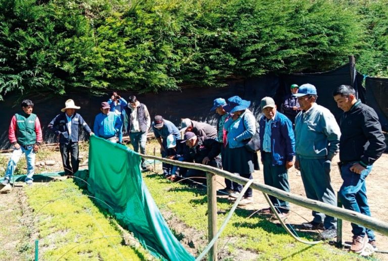 CAJAMARCA: DESTACAN QUE CERTIFICACIÓN EN BUENAS PRÁCTICAS AGRÍCOLAS PERMITIRÁ A FAMILIAS PRODUCTORAS ACCEDER A NUEVOS MERCADOS