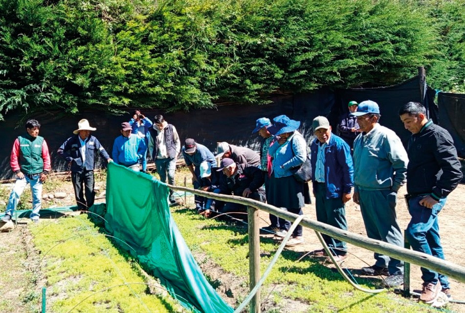 CAJAMARCA: DESTACAN QUE CERTIFICACIÓN EN BUENAS PRÁCTICAS AGRÍCOLAS PERMITIRÁ A FAMILIAS PRODUCTORAS ACCEDER A NUEVOS MERCADOS