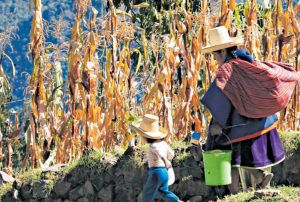 IPE: CAJAMARCA ENFRENTA UN DETERIORO EN INDICADORES CLAVE DEL INCORE 2025
