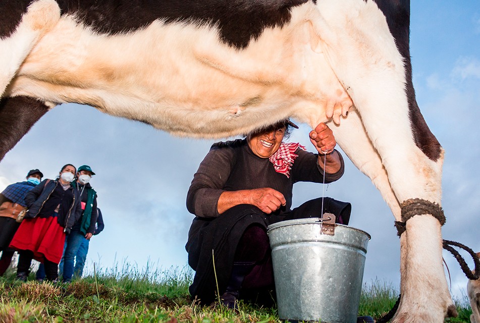 CAJAMARCA LIDERA PRODUCCIÓN DE LECHE EN COMPARACIÓN A OTRAS CUENCAS LECHERAS