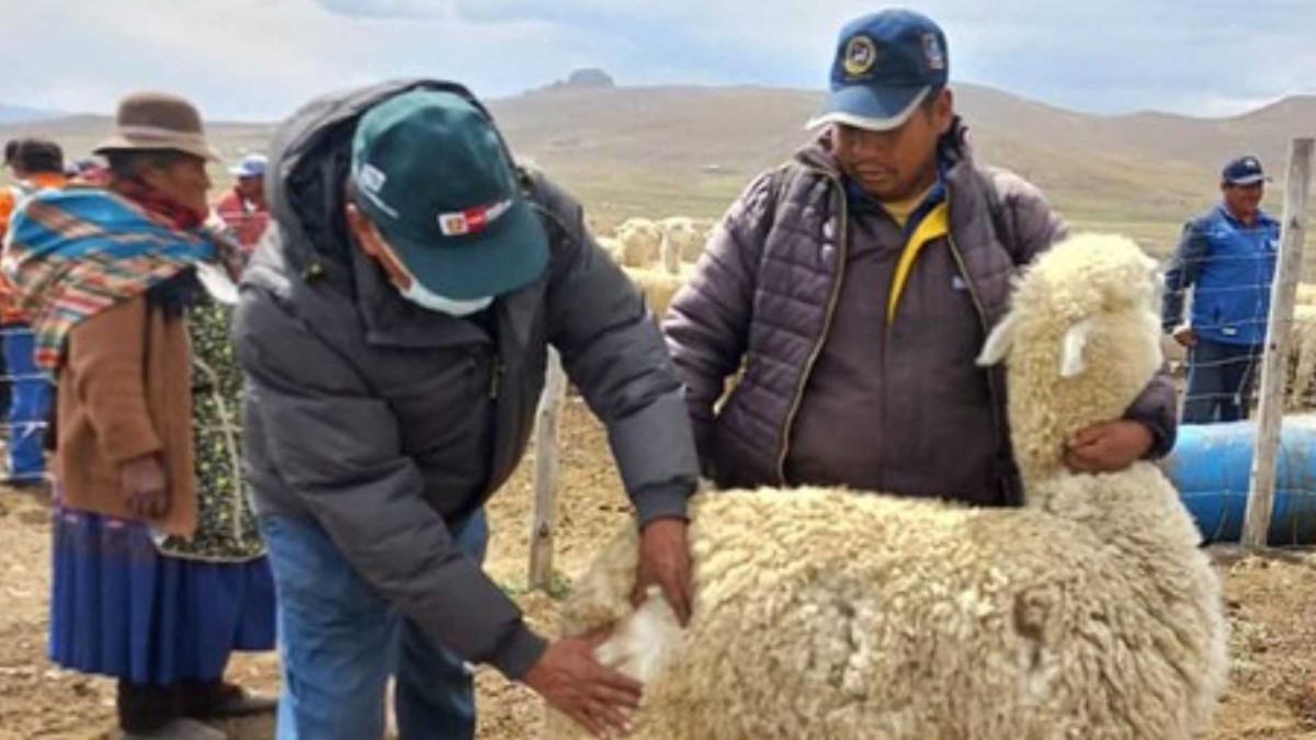 PUNO: DENUNCIAN POSTERGACIÓN DEL CONGRESO REGIONAL DE ALPAQUEROS