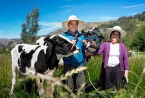 PROGRAMA GANADEROS DE ALTURA CONTINÚA TRANSFORMANDO LA VIDA DE MILES DE FAMILIA EN CAJAMARCA
