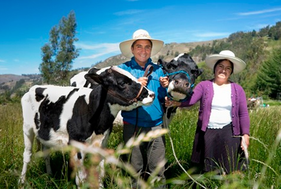 PROGRAMA GANADEROS DE ALTURA CONTINÚA TRANSFORMANDO LA VIDA DE MILES DE FAMILIA EN CAJAMARCA