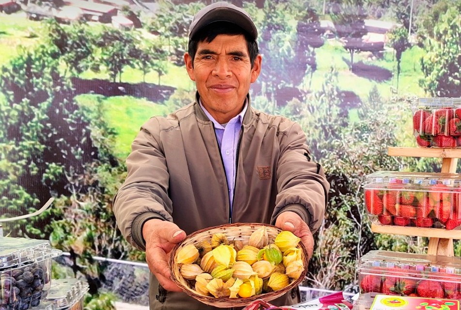 CAJAMARCA PUEDE CONSTITUIRSE EN UN POTENCIAL PRODUCTOR DE AGUAYMANTO EN EL PAÍS