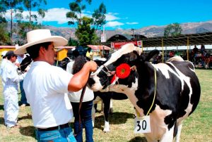 GANADEROS DE ALTURA DESTACÓ EN LA FERIA FONGAL CAJAMARCA