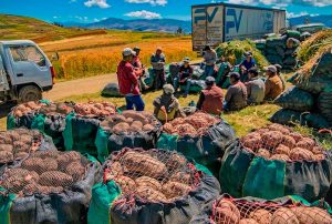 CULTIVIDA: NUEVA LEY DE PROMOCIÓN AGRARIA FOMENTARÁ LA INVERSIÓN Y EL FORTALECERÁ EL EMPLEO EN EL AGRO