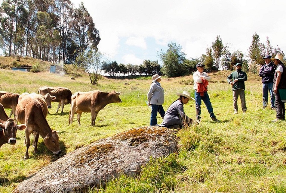 CAJAMARCA: "GANADEROS DE ALTURA" VIENE CONSOLIDANDO SUS ÉXITOS EN 2025 CON PREMIOS Y AVANCES EN MEJORA GENÉTICA